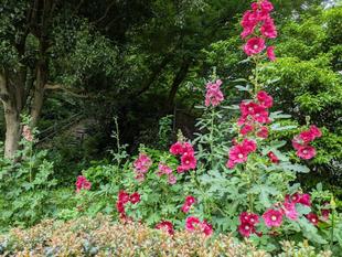 タチアオイが咲いています