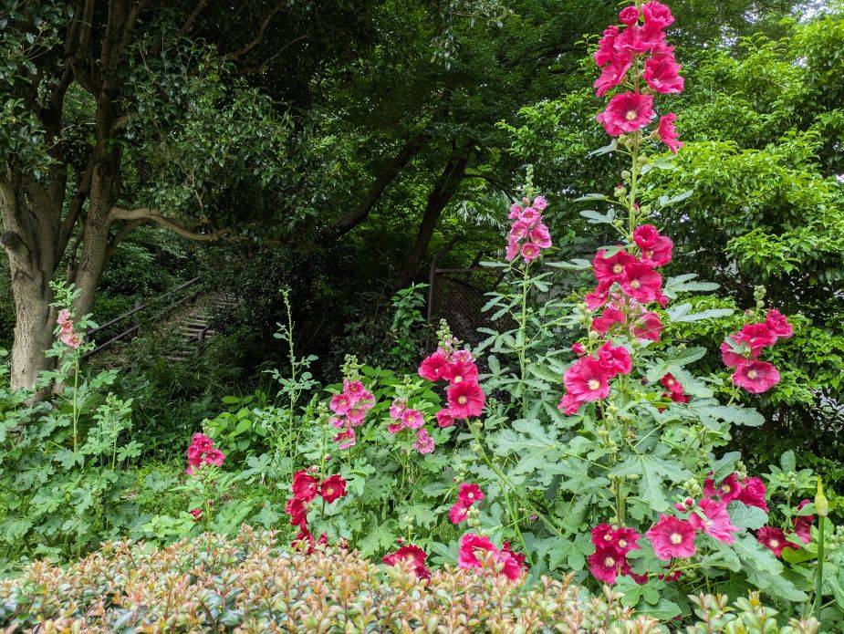 タチアオイが咲いていますの写真