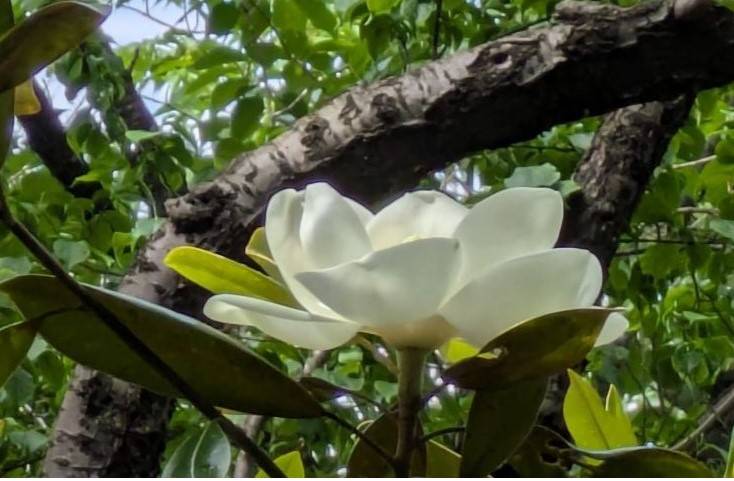 タイサンボクのお花が咲いていますの写真