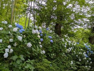 アジサイが見頃です