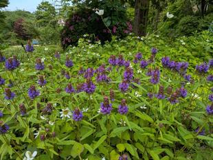 ウツボグサが咲いています