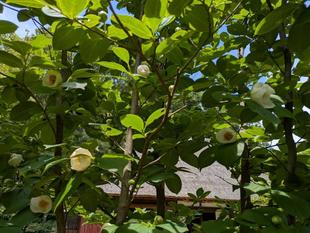 ナツツバキが咲き始めています