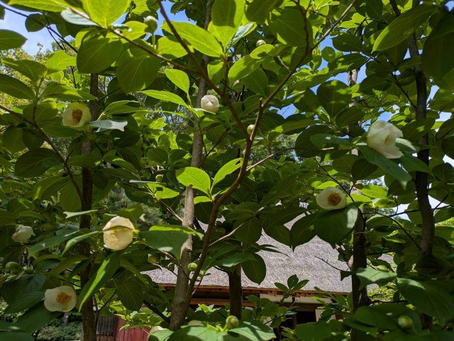 ナツツバキが咲き始めていますの写真