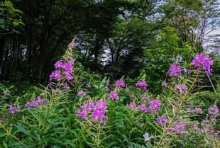 ヤナギランが咲いています