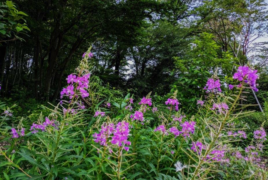 ヤナギランが咲いていますの写真