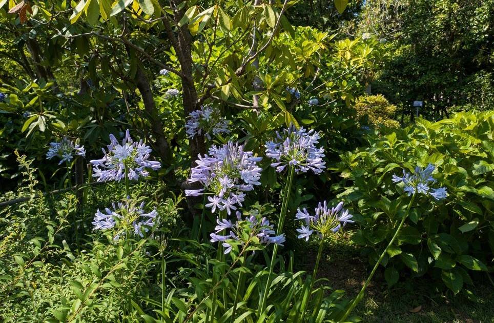 アガパンサスが咲き始めましたの写真