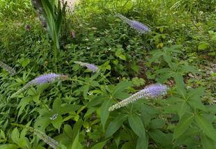 クガイソウが咲いています