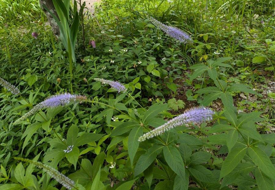 クガイソウが咲いていますの写真