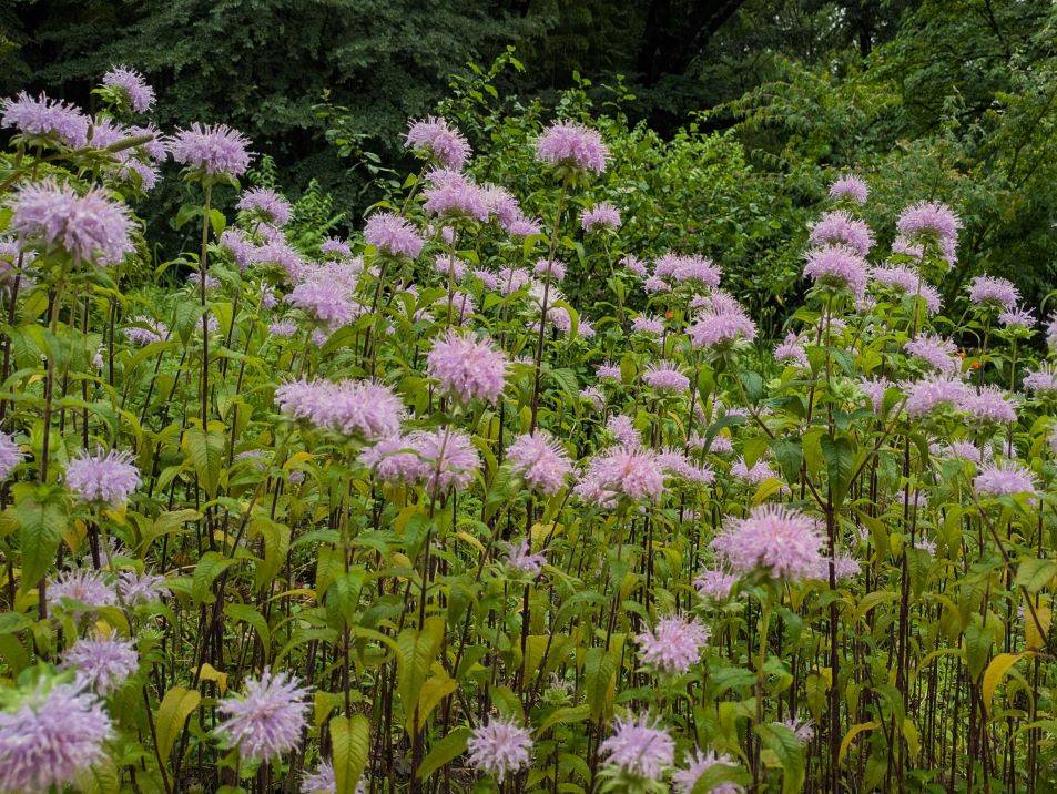 ヤグルマハッカが咲いていますの写真