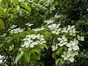 常緑のヤマボウシが見頃です