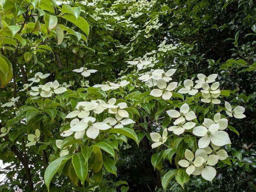 常緑のヤマボウシが見頃ですの写真