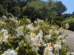 コクチナシが咲いています