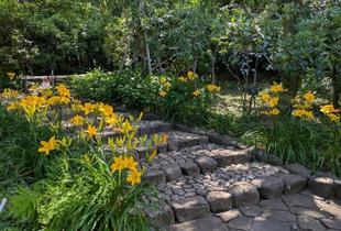 カンゾウの仲間のお花が咲き始めています