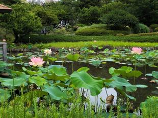 ハスが咲き始めています