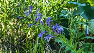 サワギキョウが咲いています