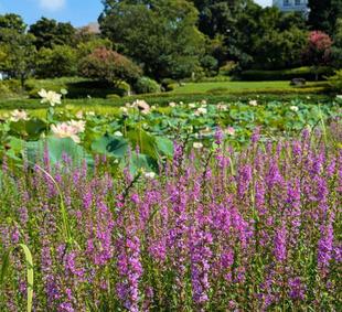 ミソハギが咲いています