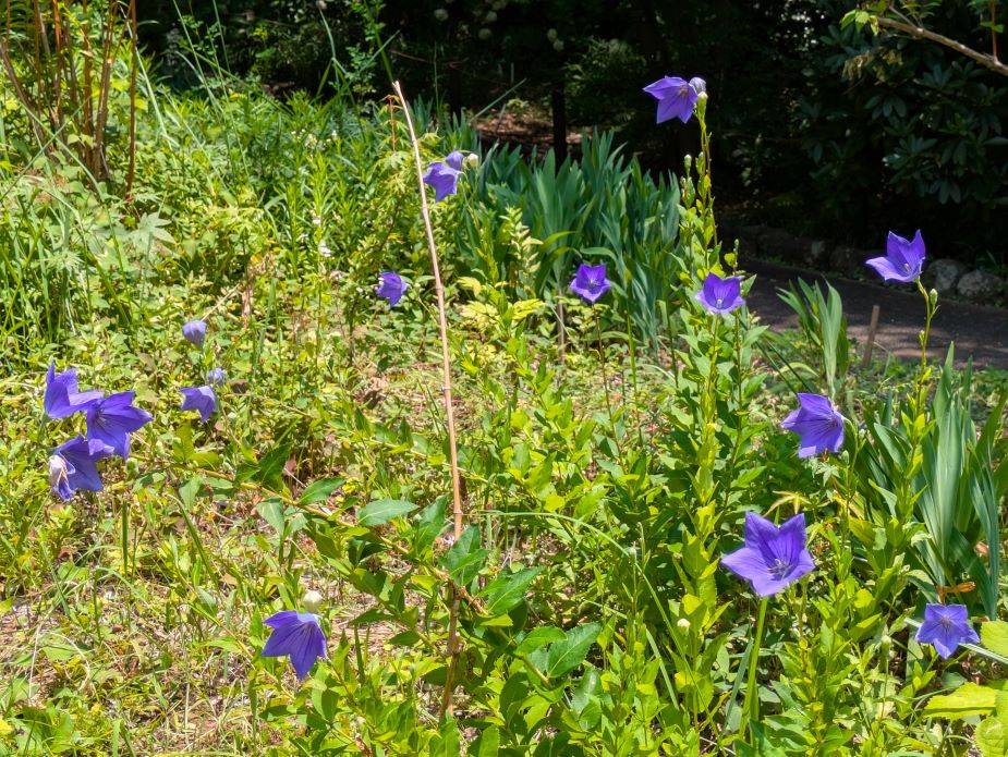 キキョウが咲き始めていますの写真