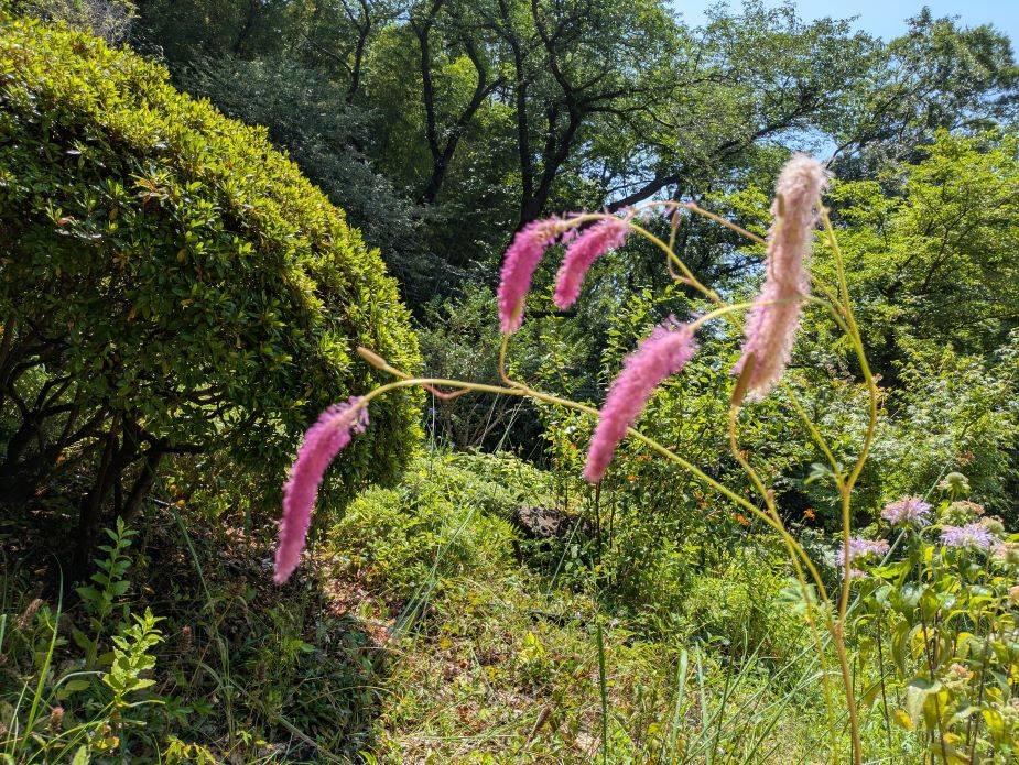 カライトソウが咲いていますの写真