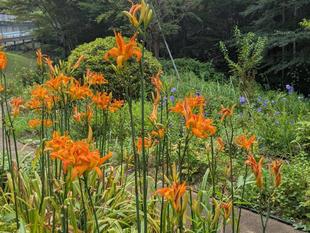 ヤブカンゾウが咲いています