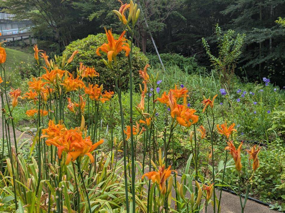 ヤブカンゾウが咲いていますの写真