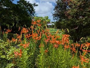 オニユリ、コオニユリが咲いています