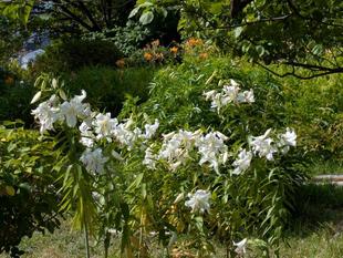 カサブランカが咲いています