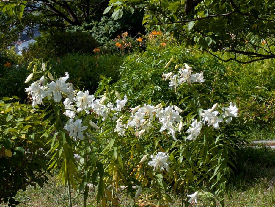 カサブランカが咲いていますの写真