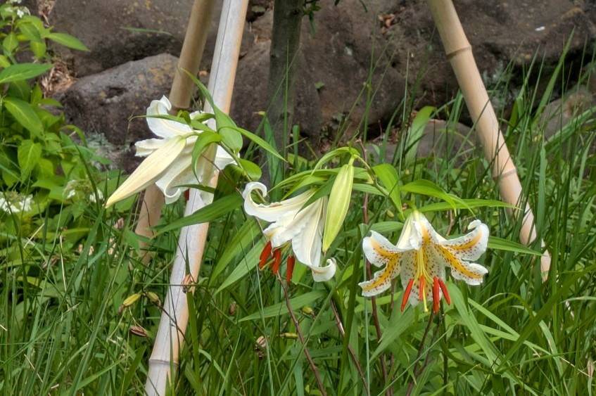 ヤマユリが咲いていますの写真