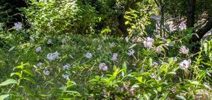 カノコユリが咲いています