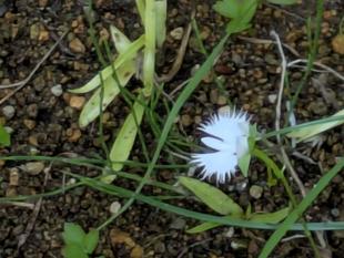 サギソウが咲き始めました