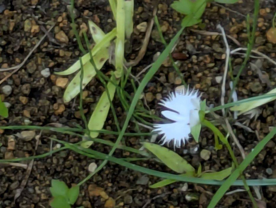 サギソウが咲き始めましたの写真