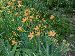ヒオウギが咲いています
