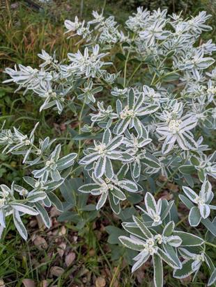 ハツユキソウが咲いています