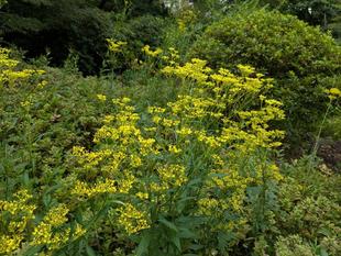 オミナエシが咲いています