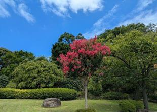 サルスベリが咲いています