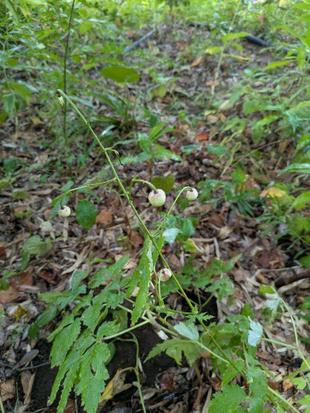 レンゲショウマの様子です