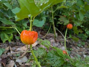 ホオズキが実っています