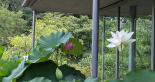 鉢のハスのお花もきれいです