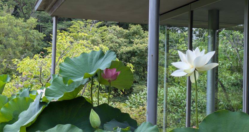鉢のハスのお花もきれいですの写真