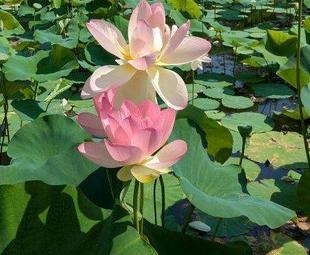 8月もハスはきれいです