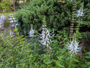 ネコノヒゲがきれいです