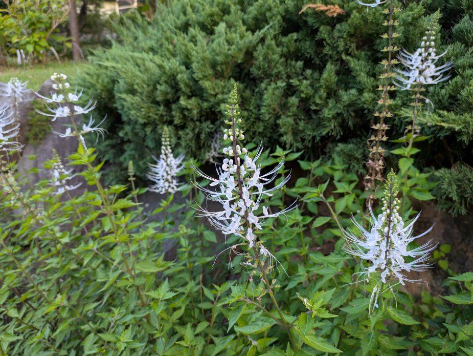 ネコノヒゲがきれいですの写真