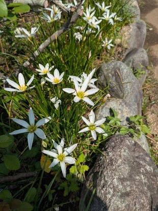 タマスダレが咲いています