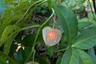 レースのようなホオズキがきれいです