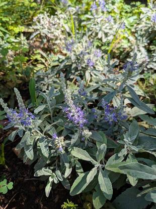 トウテイランが咲いています