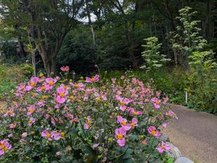 桃色のシュウメイギクが咲いています