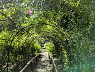 ハギが見頃になってきています