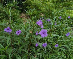 ルエリアが咲いています