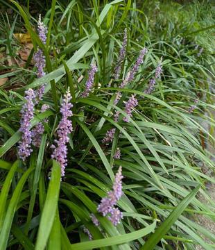 ヤブランが咲いています