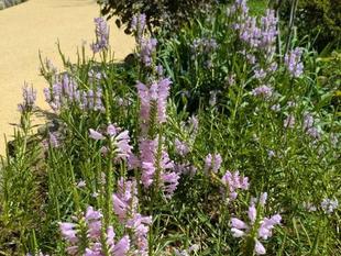 カクトラノオが咲いています